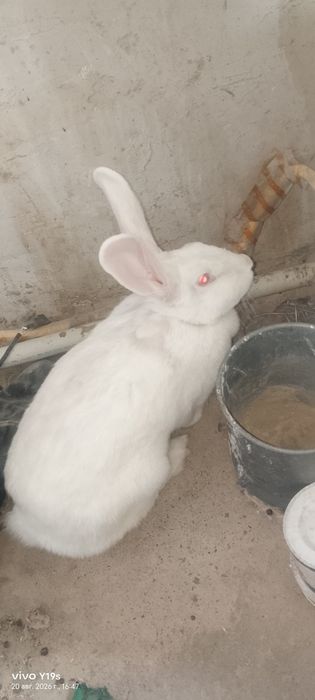 Продаются два кролика