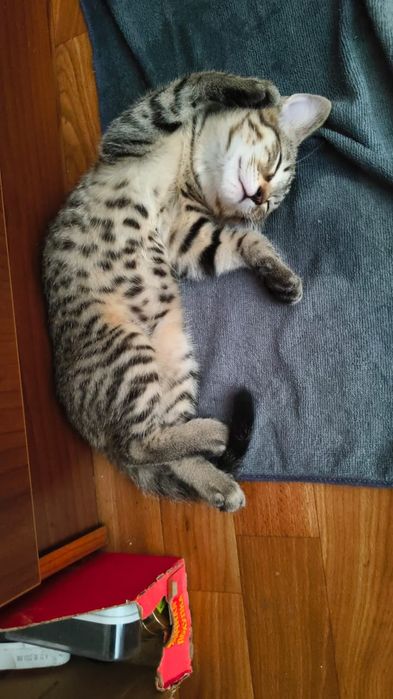 Отдам красого котёнка (кошечка)
