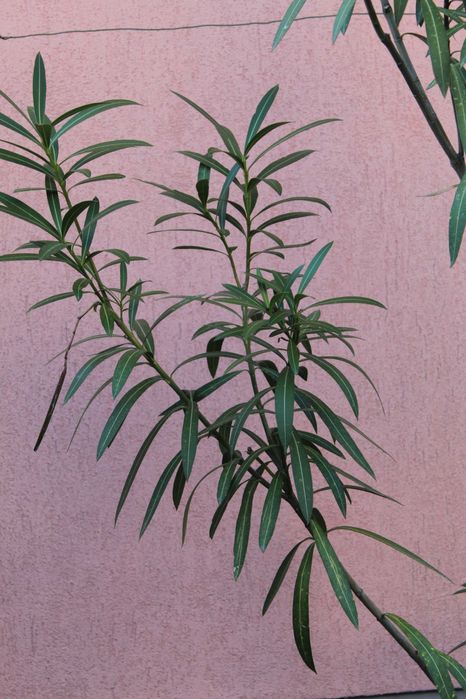Leandru mare în ghiveci – Nerium oleander