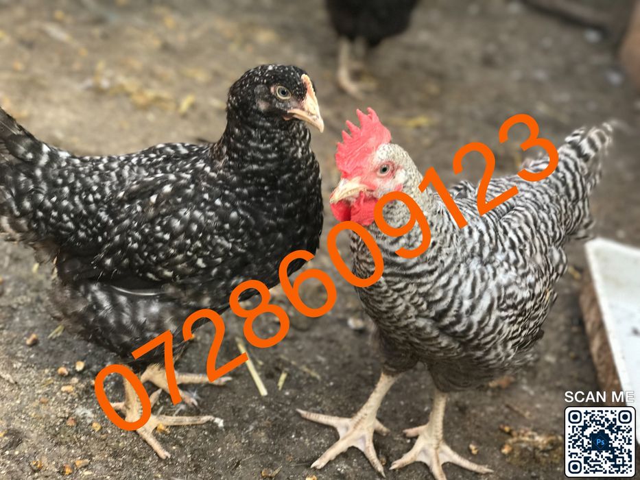 Pui colorati rasa mixta