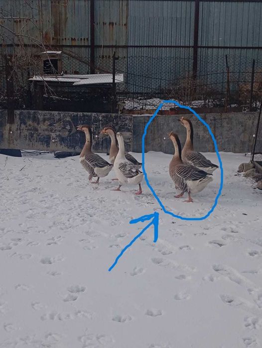 Продам два гуся самцы. Молодые. Серый крупный