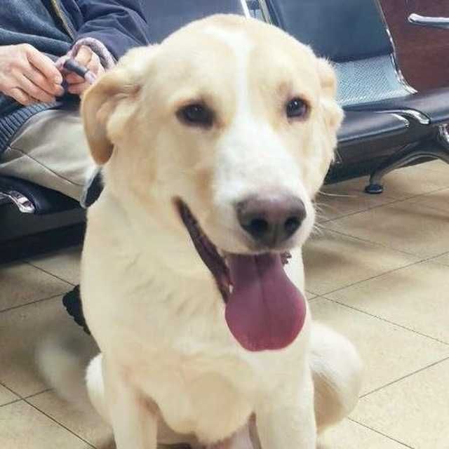 В добрые руки. Бесплатно