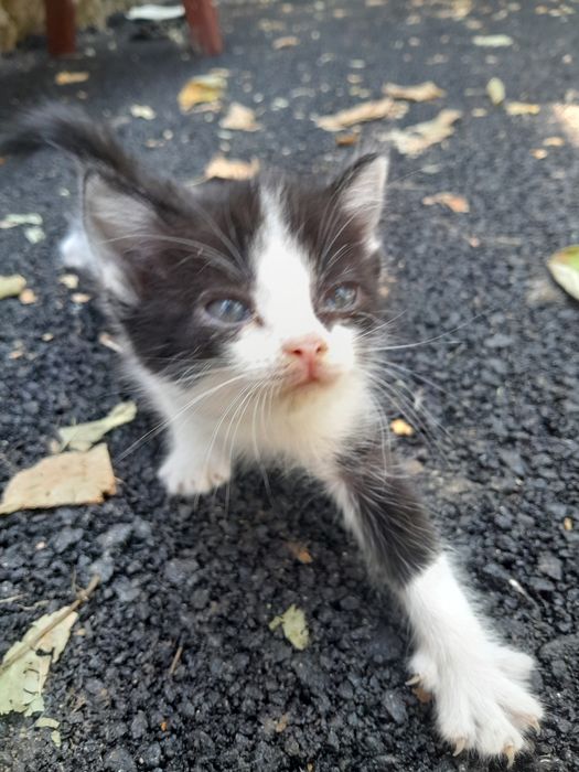 Котенок в добрые руки