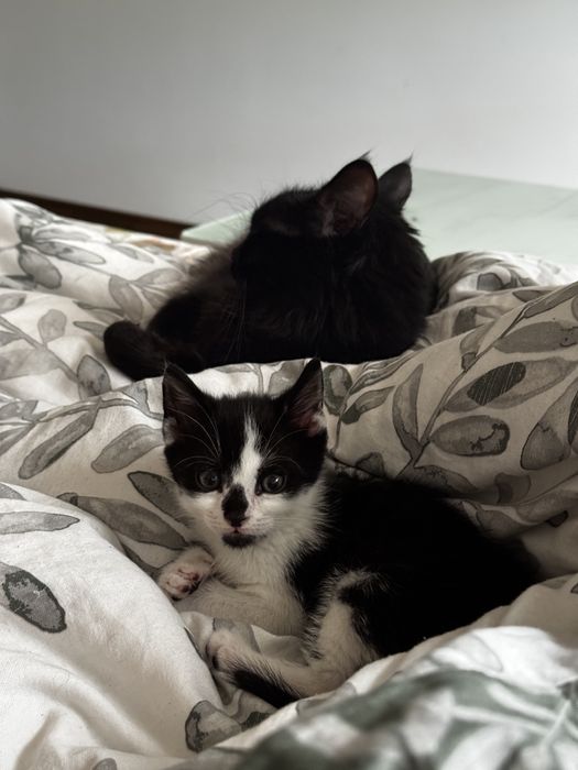 Котенце за осиновяване