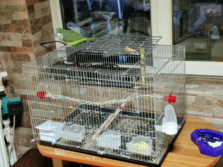 Papagal pui călugăr