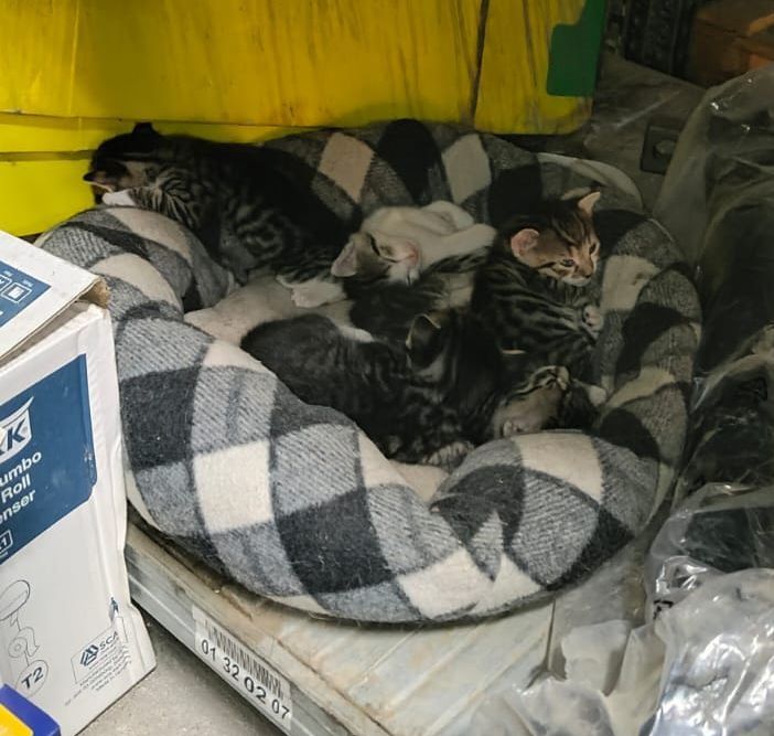 Pui de pisică spre adopție