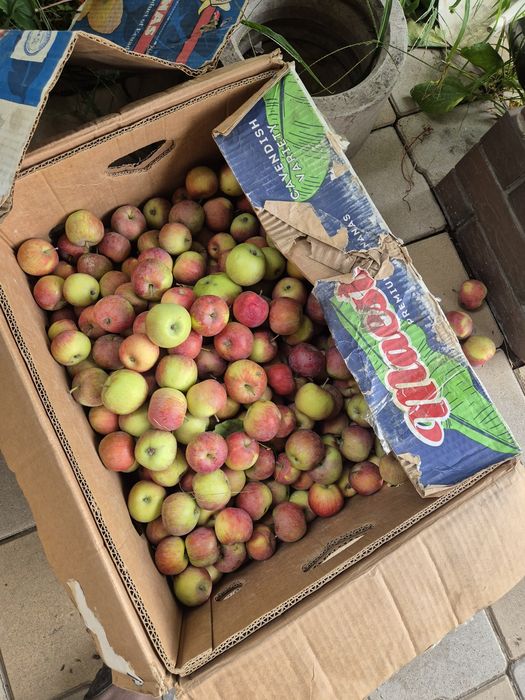 Продам яблоки местные