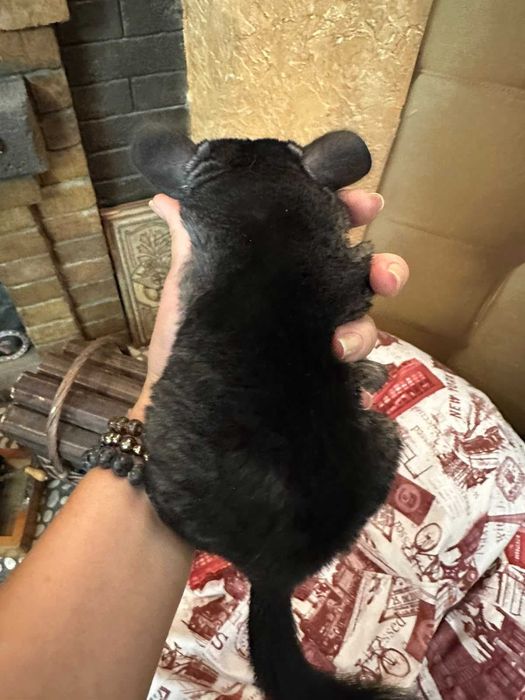 Продам шиншиллу мальчик 3  месяца