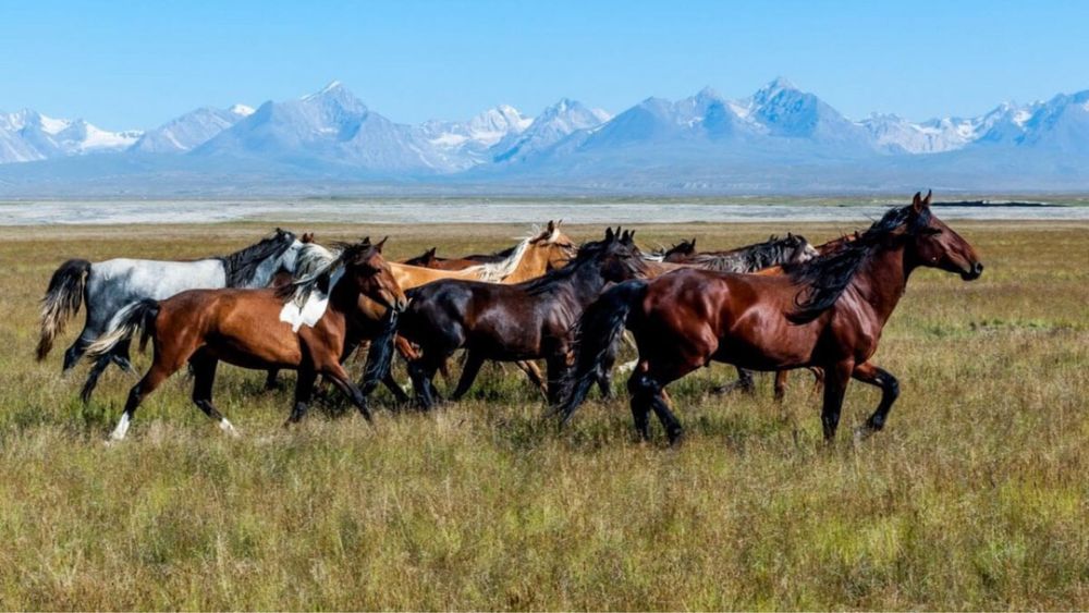 Продажа лошадей