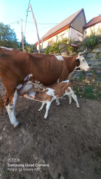 Vacă cu vițel.. .