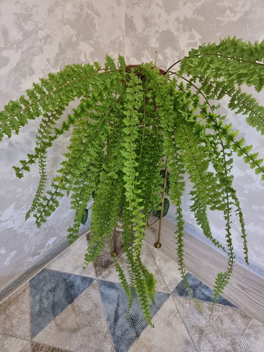 Папоротник. Нефролепис Дассада