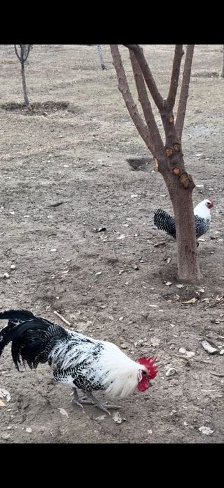 Брекел қоразы сатылады