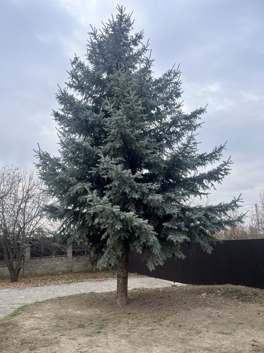 Продам Голубую Ель