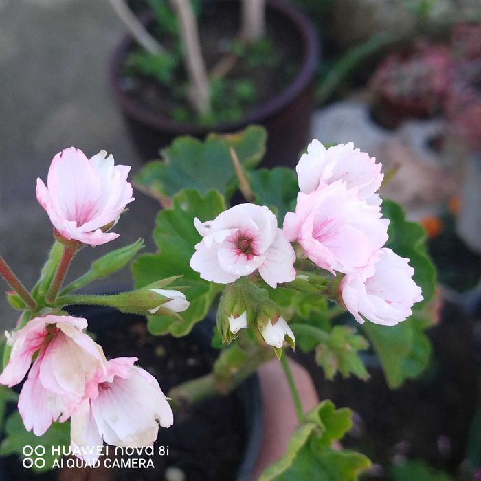 Цветя които ми се повтарят