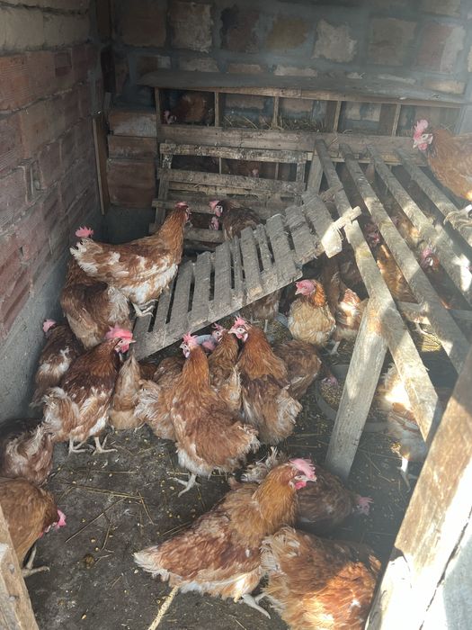 Кокошки носачки в момента снасят