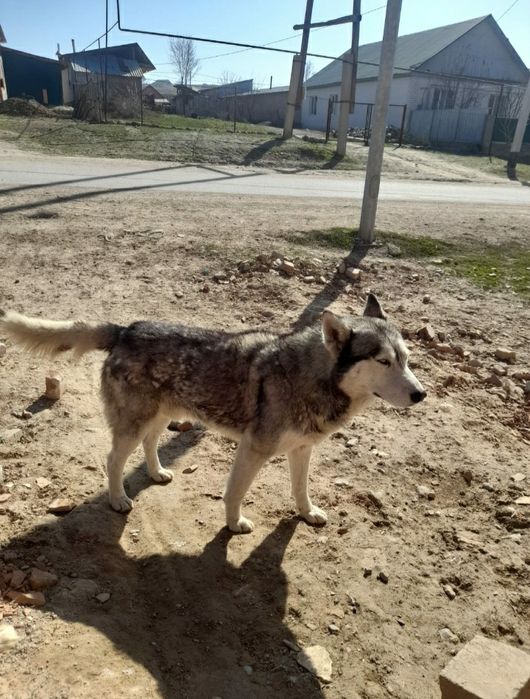 Хаски сатылады, еркек