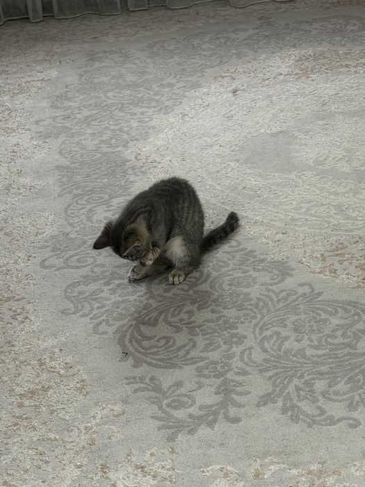 Котенок 4 месяца