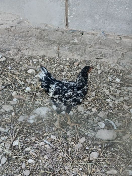 Jujalar sotiladi  hammasi soglom gorib olavarasizlar