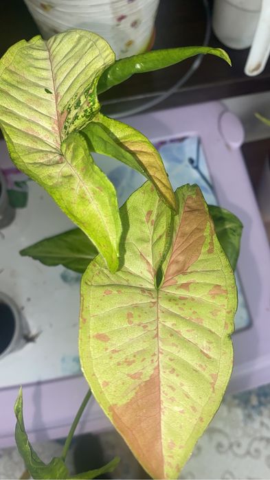 цветы комнатные