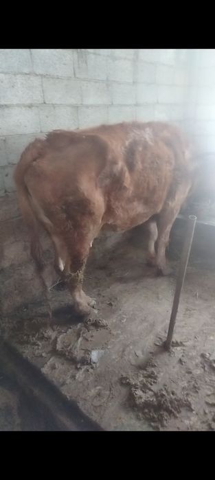 3 туган ири денели сиыр