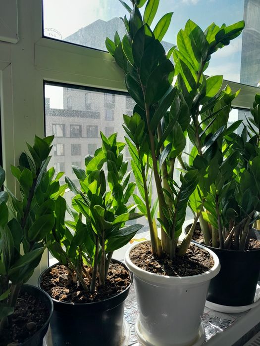 Долларовое дерево и хлорофитумы по 5000 район Ханшатыра