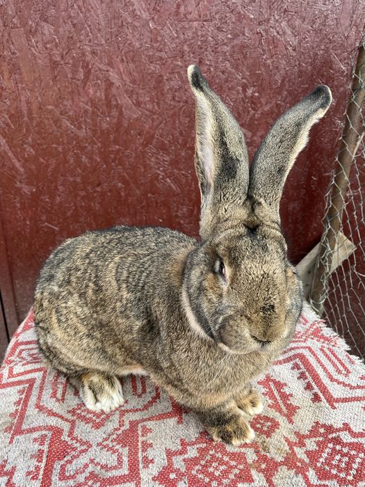 Iepuri Uriaș German