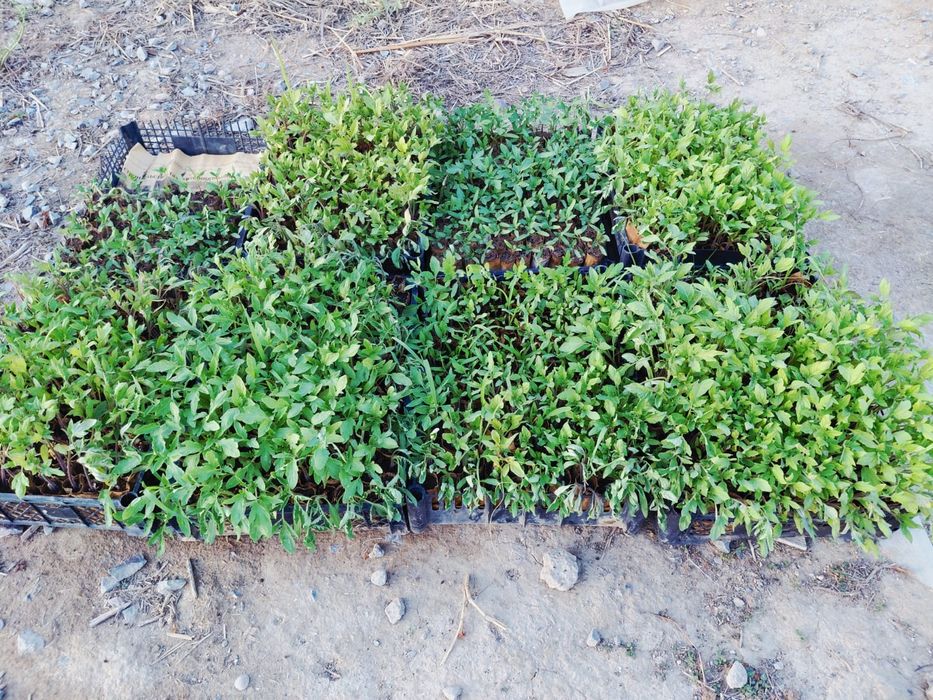 Продается рассада томатов Рио Гранде