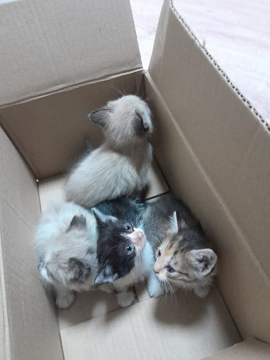 Отдам котят в добрые руки