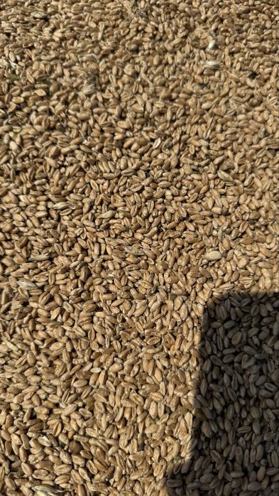 Продам пшеничу в мешках