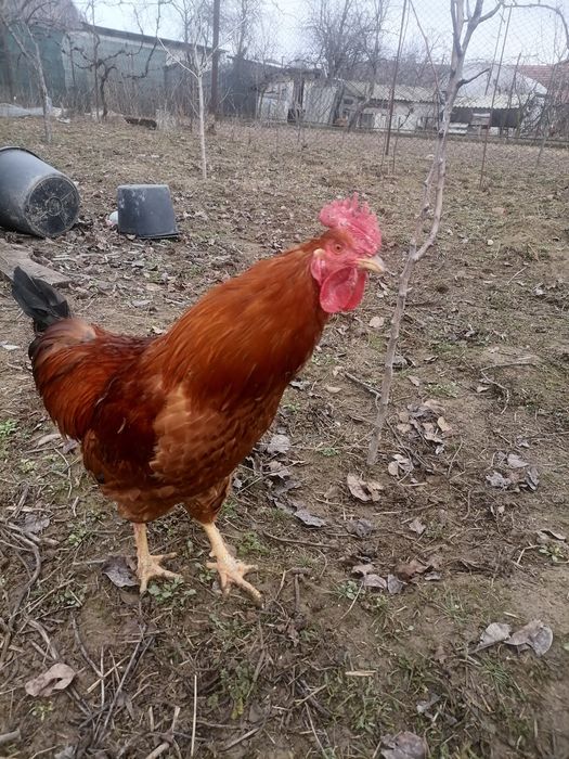 Cocoși de 8 luni, sănătoși, crescuți bio