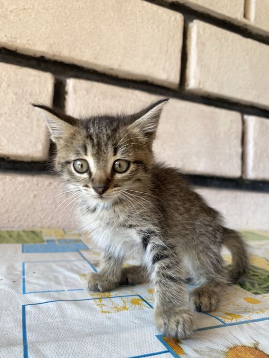 Отдам котят в добрые руки