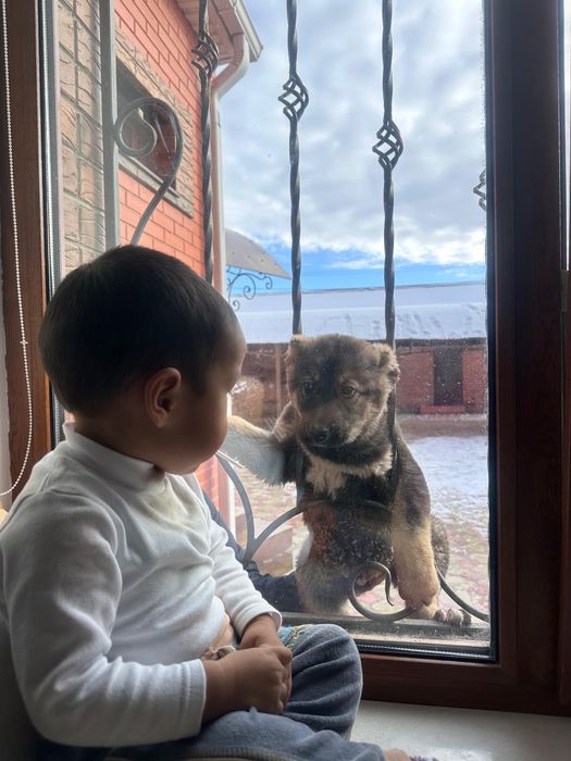 Щенок тобет собака
