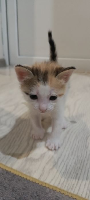 Отдам кошечку в добрые руки