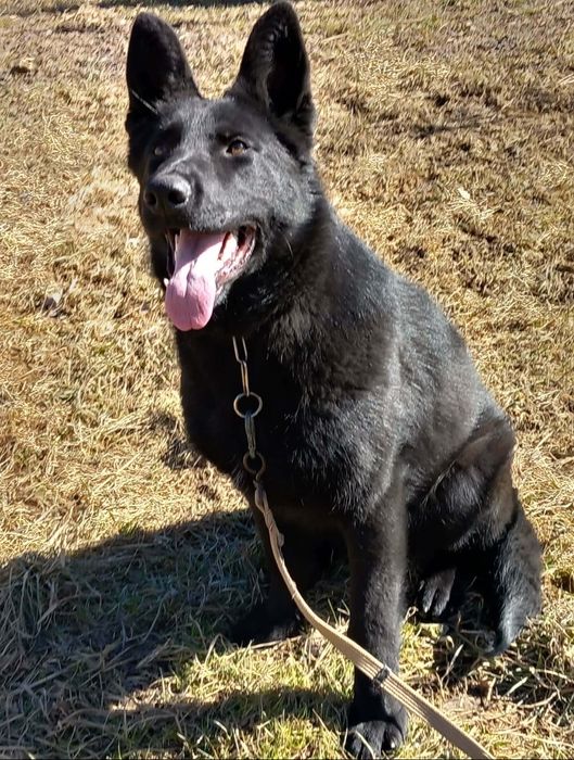 Ciobănesc german linie  de lucru 2 luni