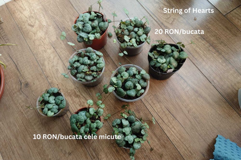 Plante de apartament