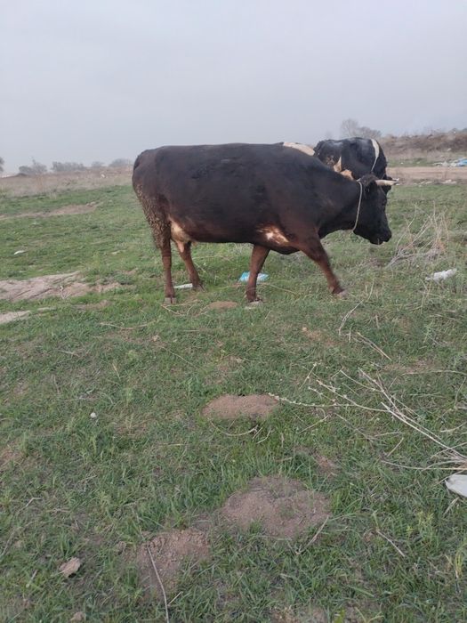 Корова с теленком