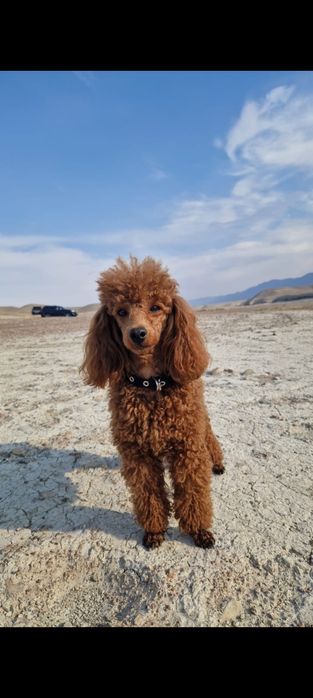 Той пуделята щенки