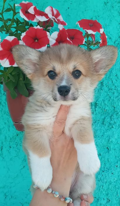 Профессиональный питомник собак