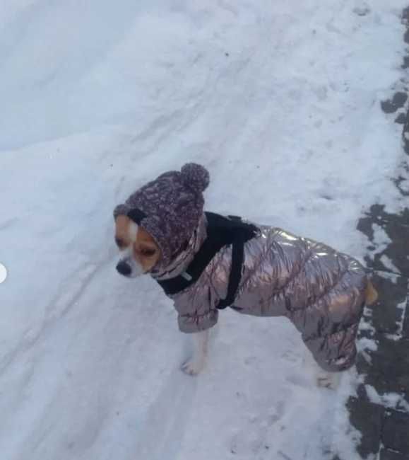 одежда для собак