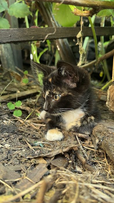 Дарю котят крысыловы