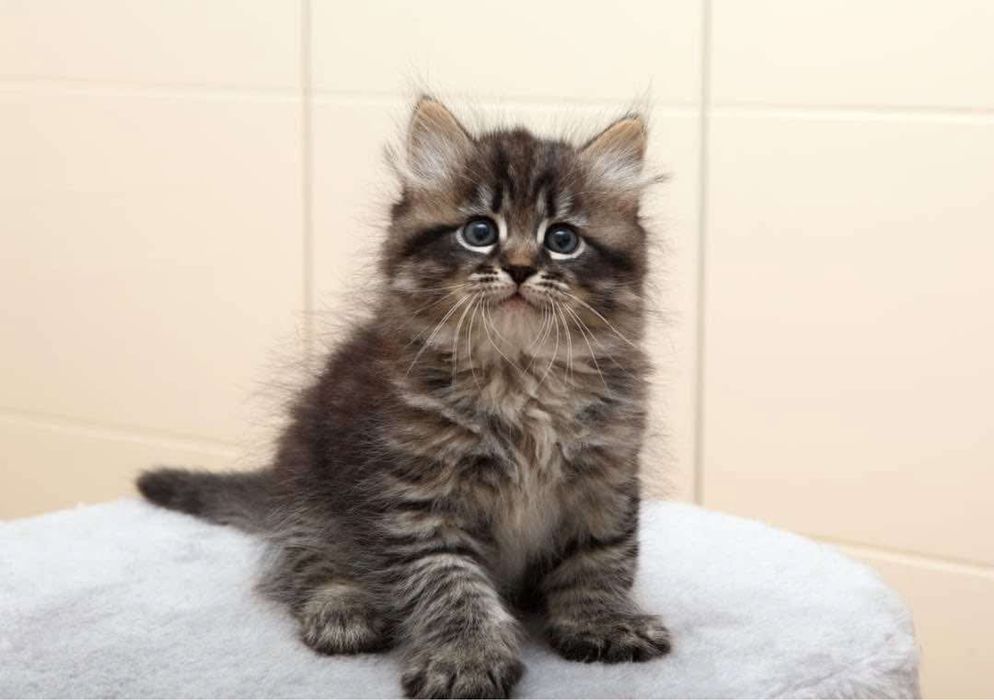 Siberiana de padure fetita