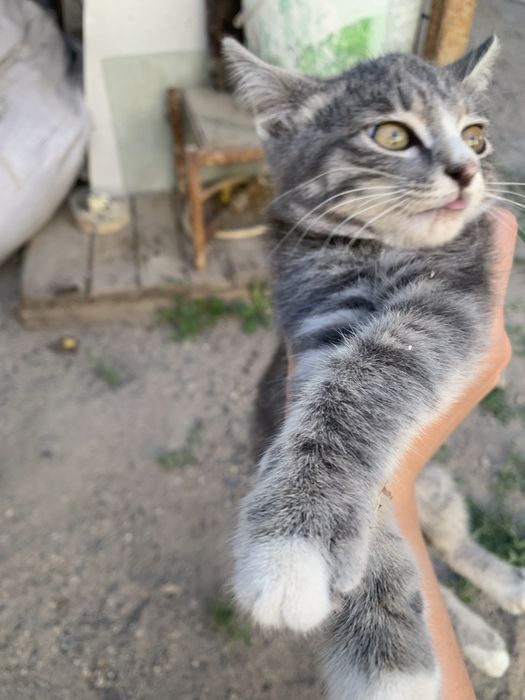 Отдам котёнка в добрые руки