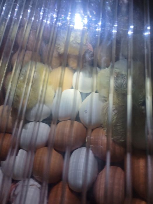 Үй тауық балапандар