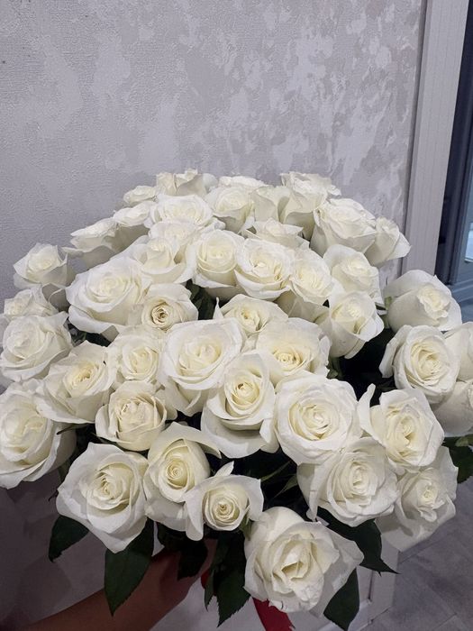 продам 51 белый роза