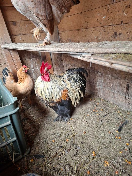 Продавам кокошки и петли