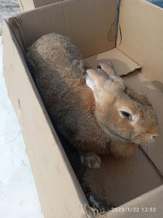 Кролики виликаны парода