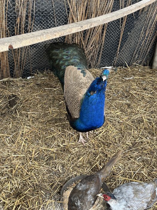 Disponibile păsari de ornament