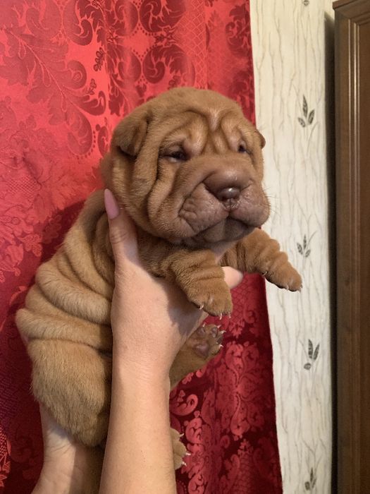 Продажа щенков шарпея