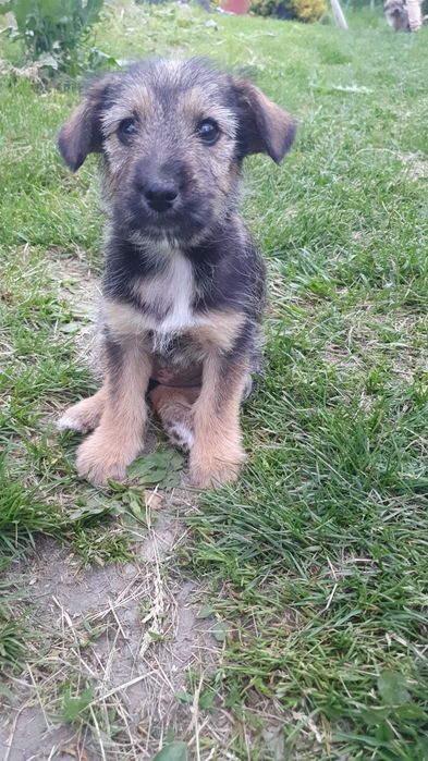 Ofer spre adopție cățelușă, metiș din rasa Airedale Terrier.