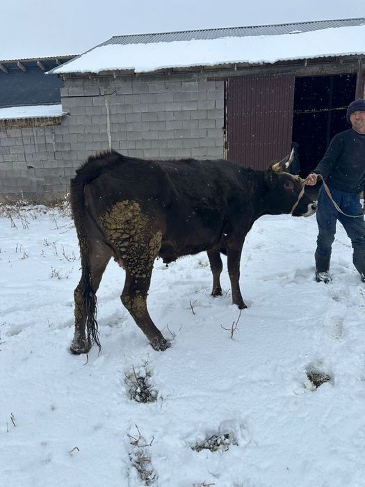 Алатау сиыр дөнежін